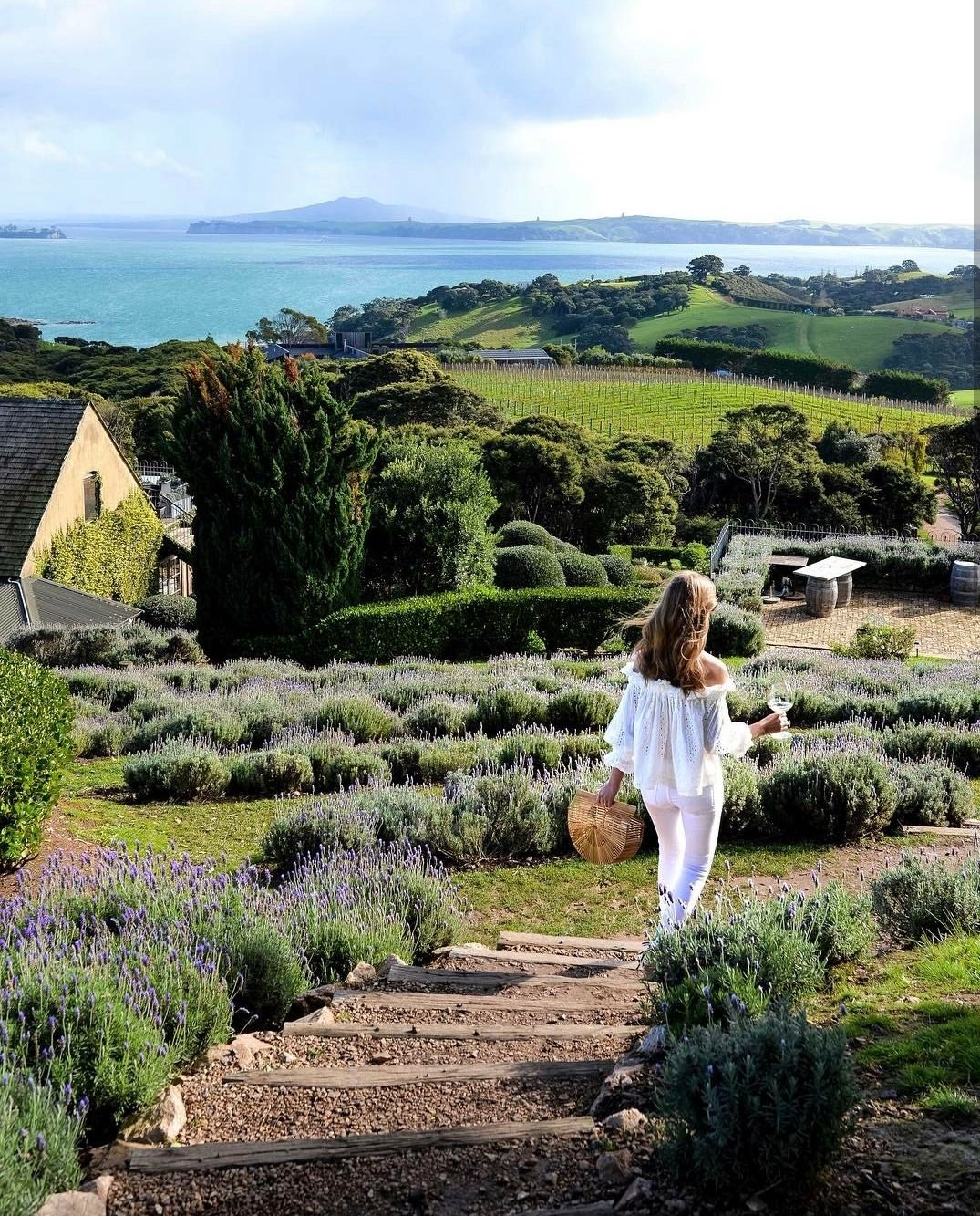 Lavender field walk above the coast